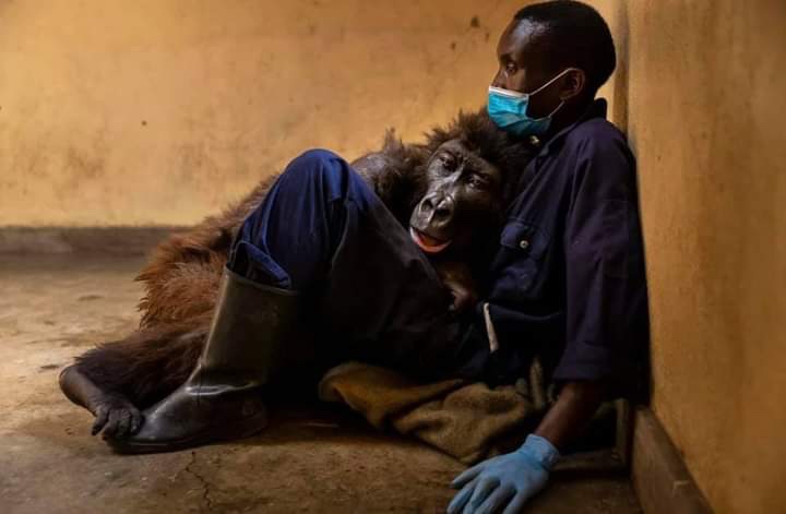 RDC : décès de Ndakasi, une femelle gorille des&nbsp;montagnes